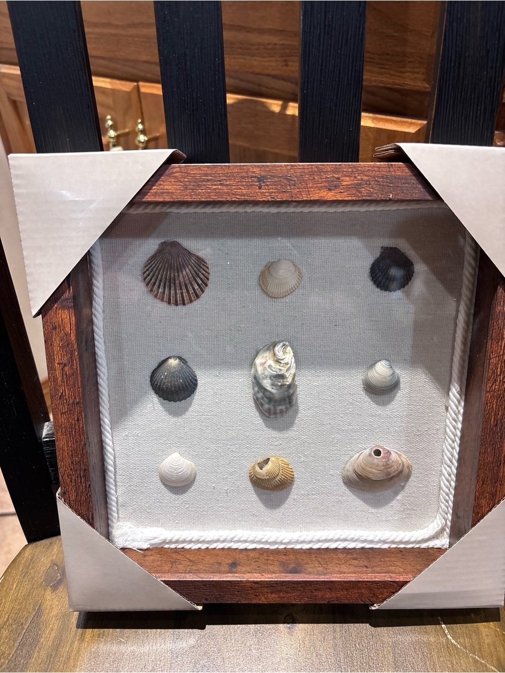 Framed Coastal Seashell Shadow Box - Brown Frame, Neutral Shells